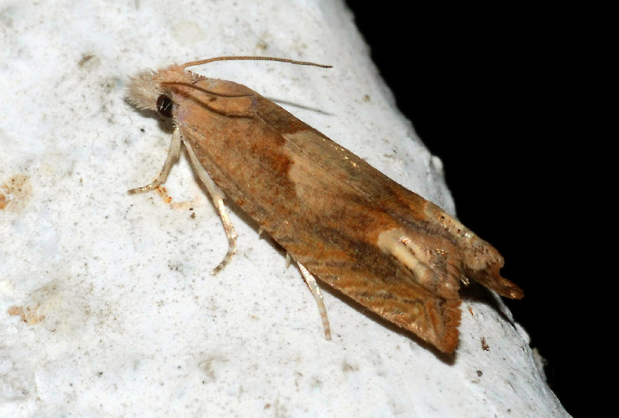 Tortricidae : Eucosma conterminana